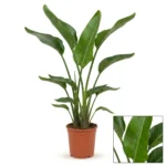 Strelitzia nicolai 140 cm - 3 per pot