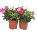 Sundaville struik roze