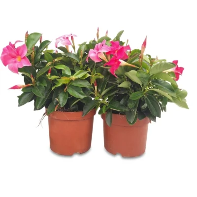 Sundaville struik roze