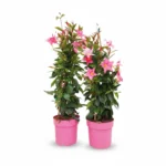 Sundaville β piramide roze