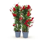 Sundaville piramide rood