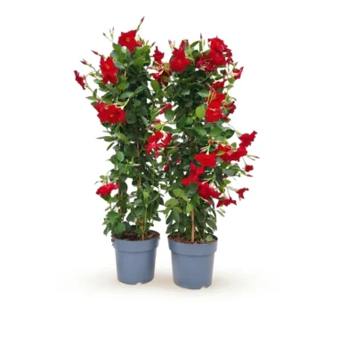 Sundaville piramide rood