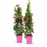 Sundaville piramide square roze