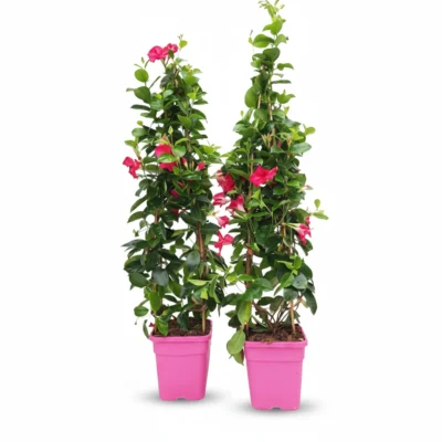 Sundaville piramide square roze