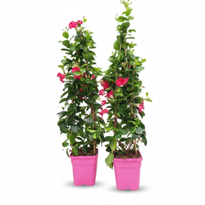Sundaville piramide square roze