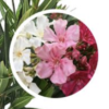 Bloeiende Oleander Tricolor potplant met roze rode en witte bloemknoppen