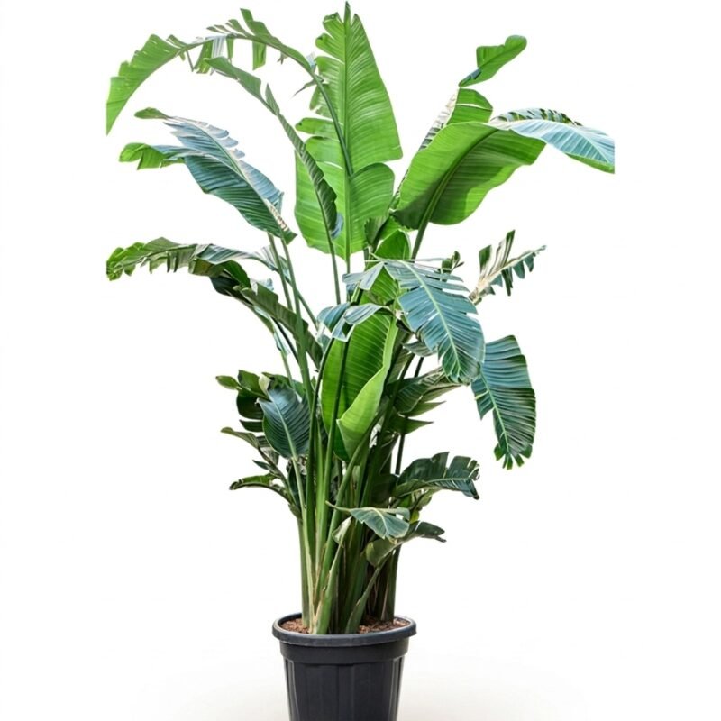 Strelitzia nicolai 270 cm met brede groene bladeren in kweekpot 55 cm, grote kamerplant voor binnen