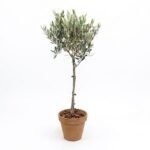 Olea Europaea op stam 90 cm in terracotta pot met boomschors