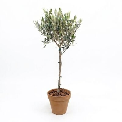 Olea Europaea op stam 90 cm in terracotta pot met boomschors