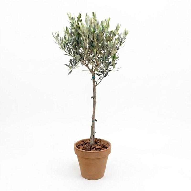 Olea Europaea op stam 90 cm in terracotta pot met boomschors
