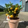 Calamondin in Terracotta pot