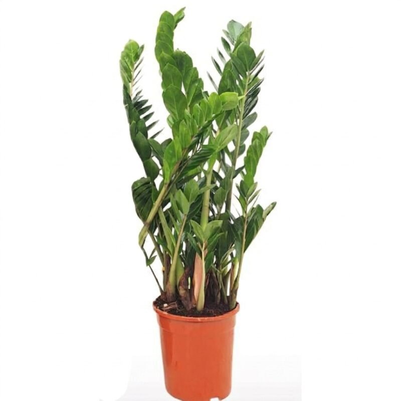 Zamioculcas zamiifolia