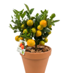 Calamondin op stam 40 cm – Citrusboompje in terracotta pot 19 cm