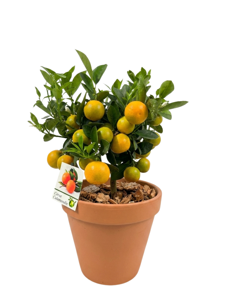 Calamondin op stam 40 cm – Citrusboompje in terracotta pot 19 cm