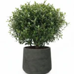 Myrtus communis – mirte struik 30 cm set met Jumbo Patt Black Washed - 23, 20 30 cm