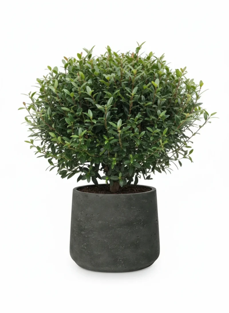 Myrtus communis – mirte struik in Jumbo Patt Black Washed - 23, 20 - Complete plantenpot set
