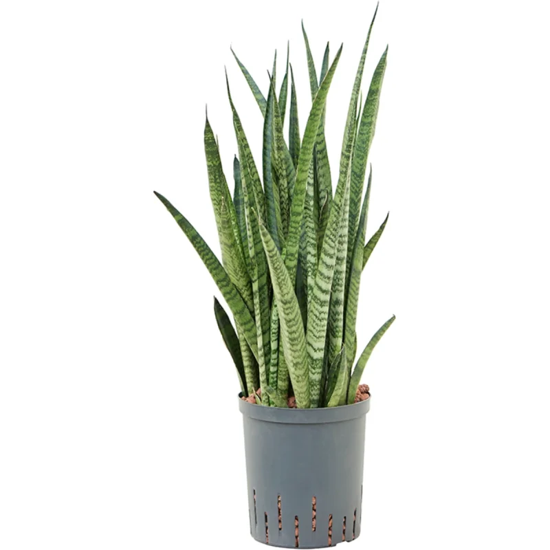 Sansevieria zeylanica 'Narrow' - Toef Hydrocultuur