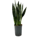 Sansevieria trifasciata 'Black Coral' - Toef Hydrocultuur