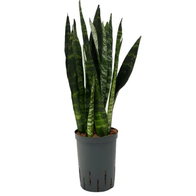 Sansevieria trifasciata 'Black Coral' - Toef Hydrocultuur