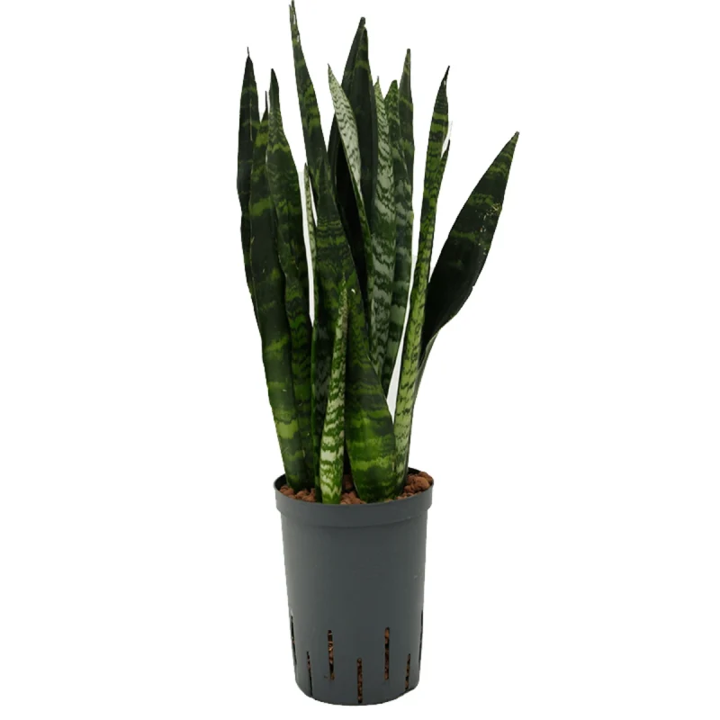 Sansevieria trifasciata 'Black Coral' - Toef Hydrocultuur
