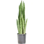 Sansevieria trifasciata 'Silver Mist' - Toef Hydrocultuur