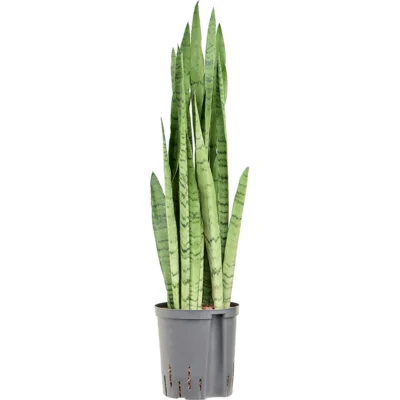Sansevieria trifasciata 'Silver Mist' - Toef Hydrocultuur