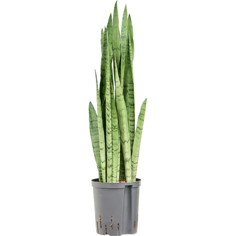 Sansevieria trifasciata 'Silver Mist' - Toef Hydrocultuur