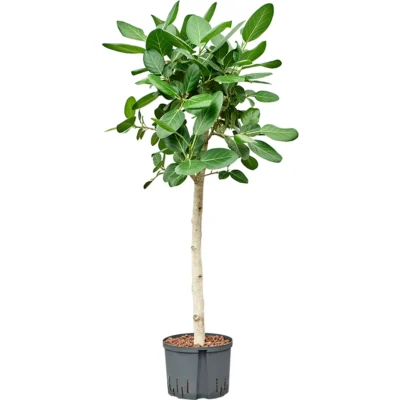 Ficus benghalensis 'Audrey' - Stam Hydrocultuur
