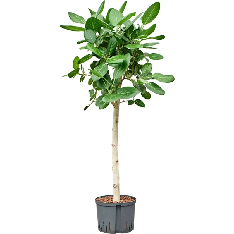 Ficus benghalensis 'Audrey' - Stam Hydrocultuur