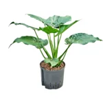Alocasia cucullata - Toef Hydrocultuur