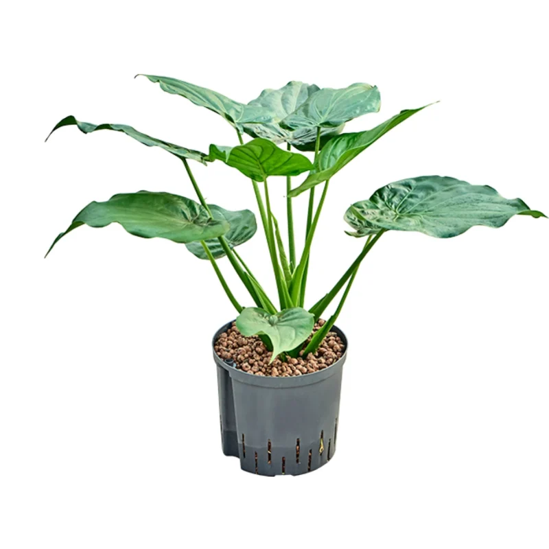 Alocasia cucullata - Toef Hydrocultuur
