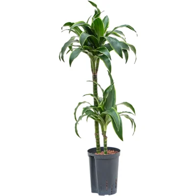 Dracaena fragrans 'Dorado' Hydrocultuur - 90
