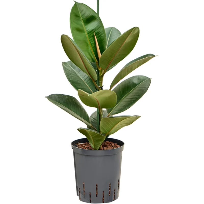 Ficus elastica 'Robusta' Hydrocultuur