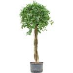 Ficus microcarpa - Stam Hydrocultuur