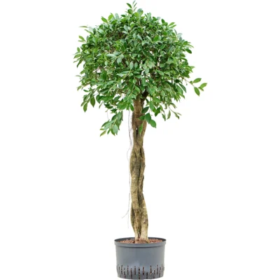 Ficus microcarpa - Stam Hydrocultuur - 145