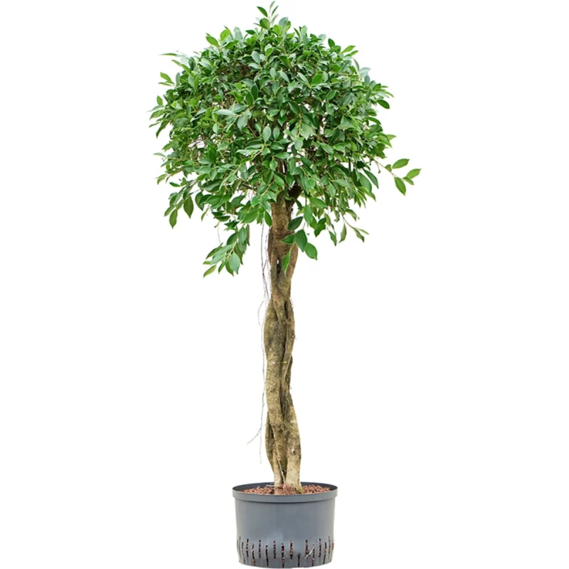 Ficus microcarpa - Stam Hydrocultuur