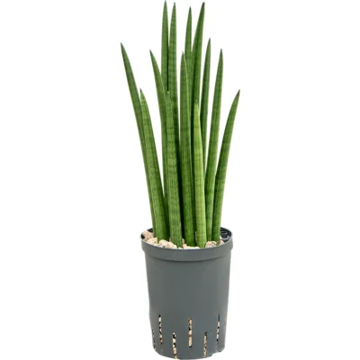 Sansevieria cylindrica 'Tower' - Toef Hydrocultuur - 50
