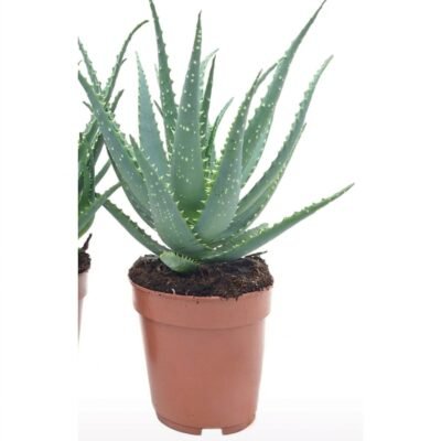 Aloë arborescens 30 cm - potmaat 12