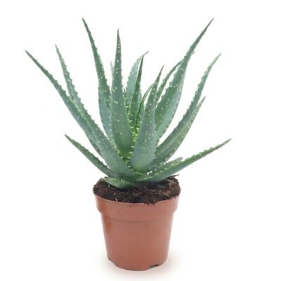 Aloë arborescens 30 cm - potmaat 12