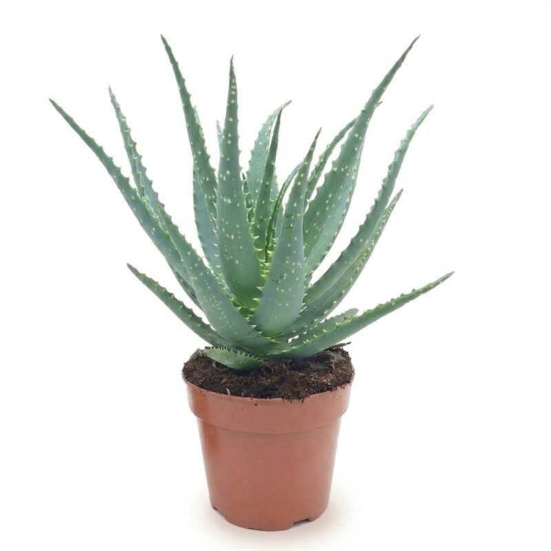 Aloë arborescens 30 cm - potmaat 12