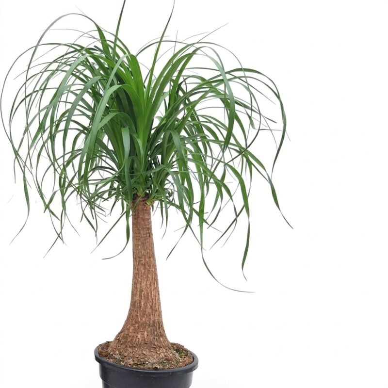 Beaucarnea recurvata olifantspoot van circa 75 cm met dikke stam en sierlijk hangend blad in kweekpot 23 cm