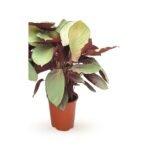 Calathea Silver Plate 60 cm - potmaat 19