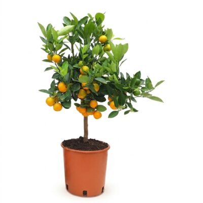 Calamondin op stam 70 cm - potmaat 21