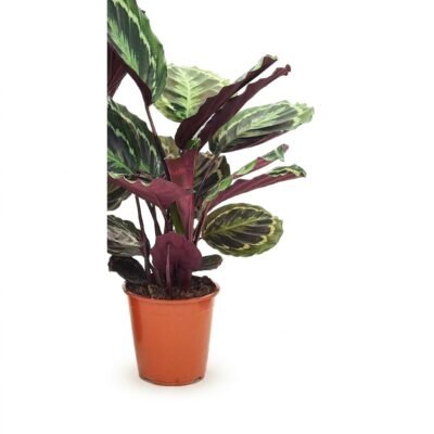 Calathea Medallion 70 cm - potmaat 19