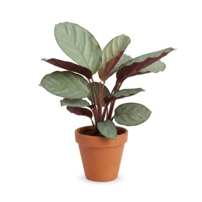 Calathea Silver Plate 60 cm - potmaat 19
