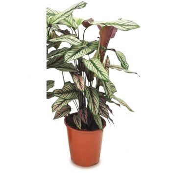 Calathea Whitestar met ovaal blad en witte strepen, circa 70 cm hoog in kweekpot 19 cm voor binnen