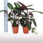Calathea picturata Argentea 75 cm - zilvergroen blad