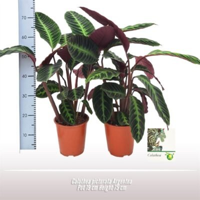 Calathea picturata Argentea 75 cm - zilvergroen blad