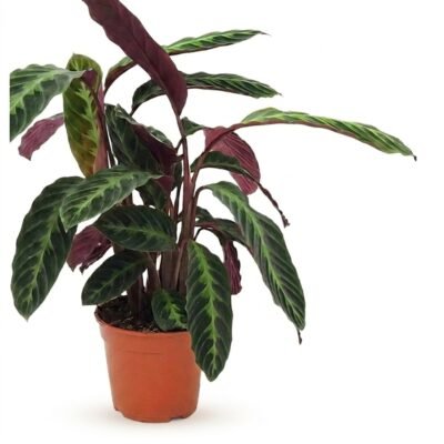 Calathea picturata Argentea 75 cm - zilvergroen blad