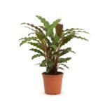 Calathea rufibarba Miroscha 85 cm - fluweelcalathea